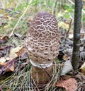 Mushrooms of Russia - Variegated Umbrella