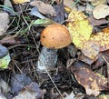 Mushrooms of Russia - yellow-brown aspen (mixed-skinned)