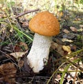 Mushrooms of Russia - yellow-brown aspen (mixed-skinned)