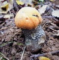 Mushrooms of Russia - yellow-brown aspen (mixed-skinned)