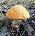 Mushrooms of Russia - yellow-brown aspen (mixed-skinned)