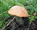 Mushrooms of Russia - yellow-brown aspen (mixed-skinned)