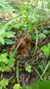 Mushrooms, russian, forest, autemn Royalty Free Stock Photo