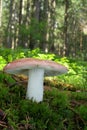 Mushrooms Russula