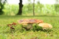 Mushrooms Russula