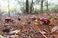 Mushrooms Russula Sanguinea a Rainy Day