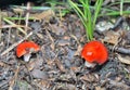 Mushrooms russule Russula emetica 2 Royalty Free Stock Photo