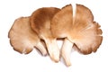 Mushrooms Series 09 Royalty Free Stock Photo