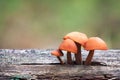 Mushrooms Series: Enokitake (winter mushrooms, velvet foot, velvet stem)