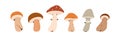 Mushrooms set. Autumn forest fungi. Fall fungus, boletus, porcini, amanita, fly agaric, caps and stalks. Food plant Royalty Free Stock Photo