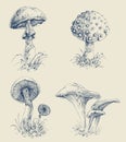 Mushrooms set hand drawings