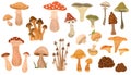 Mushrooms set. Poisonous and edible mushroom, chanterelle, cep, amanita and truffle isolated vector illustration set Royalty Free Stock Photo