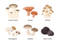 Mushrooms set of vector illustrations in flat design isolated on white background. King oyster, niscalo, shimeji