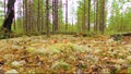 Mushrooms. in Siberian forest. Approximation. Slow motion