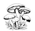 Mushrooms sketch hand drawn Vector illustration