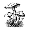 Mushrooms sketch stock vector illustration