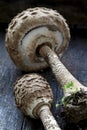 Mushrooms - snake hat