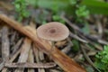 Mushrooms on the soil of a plantation