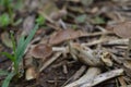 Mushrooms on the soil of a plantation