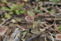 Mushrooms on the soil of a plantation