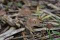 Mushrooms on the soil of a plantation