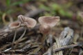 Mushrooms on the soil of a plantation