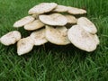 Mushrooms spawned in the middle of a green lawn Royalty Free Stock Photo
