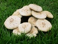 Mushrooms spawned in the middle of a green lawn Royalty Free Stock Photo