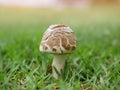 Mushrooms spawned in the middle of a green lawn Royalty Free Stock Photo