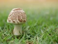 Mushrooms spawned in the middle of a green lawn Royalty Free Stock Photo
