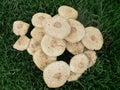 Mushrooms spawned in the middle of a green lawn Royalty Free Stock Photo