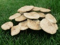 Mushrooms spawned in the middle of a green lawn Royalty Free Stock Photo