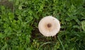 Mushrooms of the species `drumstick` Macrolepiota procera in an autumnal colored meadow, Aritzo Royalty Free Stock Photo