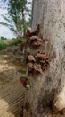 Brown fungus growing on tree bark Royalty Free Stock Photo