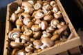Mushrooms in store Royalty Free Stock Photo