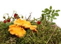 Mushrooms, strawberries, green moss isolated on a white background. Chanterelles