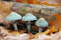 Mushrooms - Stropharia aeruginosa