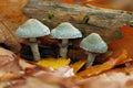 Mushrooms - Stropharia aeruginosa Royalty Free Stock Photo