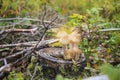 Mushrooms on stump. Mushrooms in the autumn forest. Toadstool, grebe.