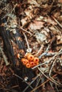 Mushrooms on a stump and autumn leaves the ground in the forest Royalty Free Stock Photo