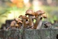 Mushrooms on a stump Royalty Free Stock Photo