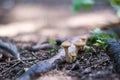 mushrooms on a stump