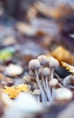 Mushrooms on a stump Royalty Free Stock Photo