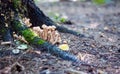 Mushrooms on a stump Royalty Free Stock Photo