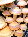 Mushrooms on stump tree