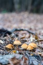 Mushrooms on a stump Royalty Free Stock Photo