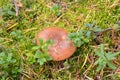 Mushrooms Suillus bovinus