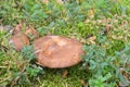 Mushrooms Suillus bovinus