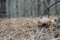 Mushrooms of Suillus grow in forest. Lonely mushroom growing in coniferous wood