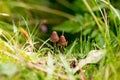 Mushrooms Summer in the Incles Valley, Andorra.